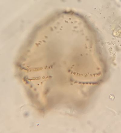 ventral view