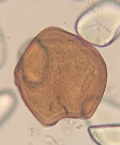 V. calvum
