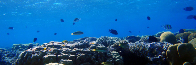 Aqaba coral reef - T. Felis/MARUM, University of Bremen