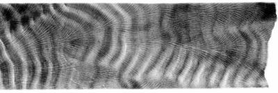 Annual skeletal density bands - T. Felis/MARUM, University of Bremen