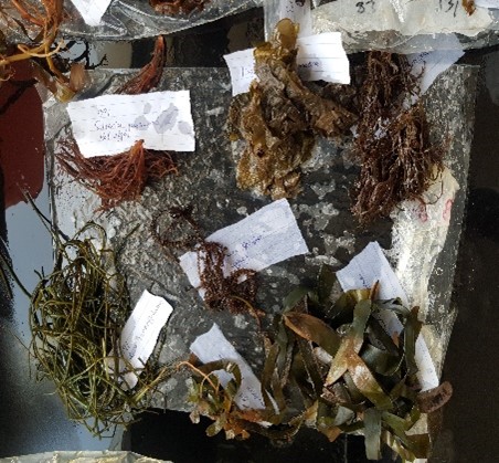 Macro-algae samples