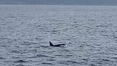 Orca auf der Jagd