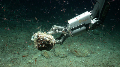 Das MARUM setzt bei der Forschung am Ozeanboden Tauchroboter ein, mit deren Hilfe Proben genommen werden. Hier taucht MARUM-QUEST im Atlantik. Foto: MARUM − Zentrum für Marine Umweltwissenschaften, Universität Bremen