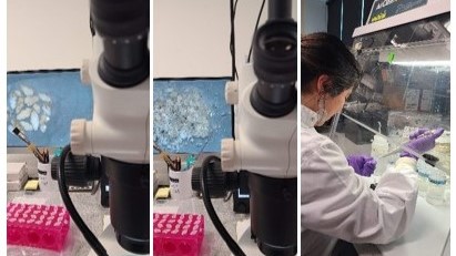 Photos from the laboratory