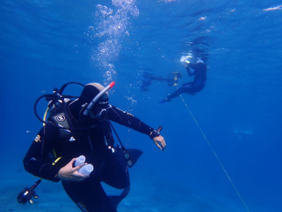 Diver with two samples in hand