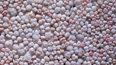 Planktonische Foraminiferen sind Kleinstlebewesen, die in den obersten Wasserschichten aller Ozeane leben. Sterben sie, sinken ihre kleinen Kalkgehäuse auf den Meeresgrund und bleiben dort im Sediment erhalten. Solche fossilen Foraminiferen dokumentieren den Zustand der Ozeane und ermöglichen durch deren Untersuchungen einen Blick in die Vergangenheit. Foto: MARUM – Zentrum für Marine Umweltwissenschaften, Universität Bremen; M. Kucera