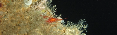 Eine Garnele zwischen Kaltwasserkorallen am Irischen Kontinentalhang. Foto: MARUM – Zentrum für Marine Umweltwissenschaften, Universität Bremen