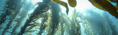 Seegras, Foto: NOAA