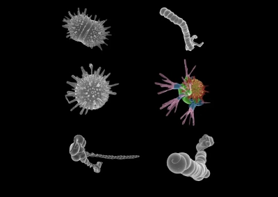 Selbstorganisierte mineralische Strukturen, so genannte Biomorphe, die lebende Organismen imitieren, aber das Ergebnis rein abiotischer Reaktionen sind. Die Größe dieser Biomorphe liegt zwischen einem und 25 Mikrometern. Foto: Juan Manuel Garcia-Ruiz/CSICs