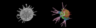 Selbstorganisierte mineralische Strukturen, so genannte Biomorphe, die lebende Organismen imitieren, aber das Ergebnis rein abiotischer Reaktionen sind. Die Größe dieser Biomorphe liegt zwischen einem und 25 Mikrometern. Foto: Juan Manuel Garcia-Ruiz/CSIC