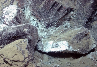 Niedrigtemperatur-Vent assoziiert mit vulkanischen Gesteinen. Hydrothermale Aktivität zwischen vulkanischen Blöcken mit gekühlten Säulenfugen, durch weiße Ausscheidungen, meist Baryt, weiße Bakterienfäden und Siboglinid-Röhrenwürmern dokumentiert. Napfschnecken an der weißen Oberfläche vorn und unten am Gestein.