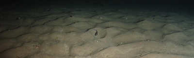 Seafloor
