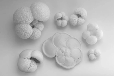 3D Foraminiferen