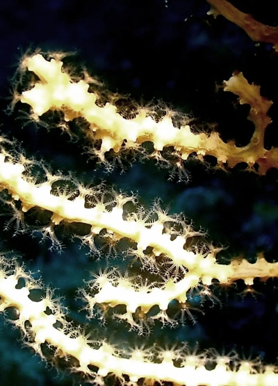 close-up photo of the coral Eunicella-cavalini, off the steep coast of Lipari