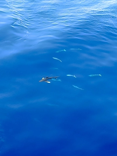 Ein Weißspitzenhai in Begleitung einiger Fische. Foto: MARUM – Zentrum für Marine Umweltwissenschaften, Universität Bremen
