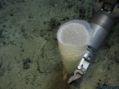 Abbildung zeigt Ein Schwamm wird mit dem Arm des ROVs vom Meeresboden "gepflückt". Foto: MARUM – Zentrum für Marine Umweltwissenschaften, Universität Bremen