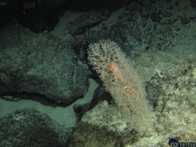 Abbildung zeigt Tiefsee-Koralle Chrysogorgia (fotografiert während des ersten ROV-Tauchgang; Fotos: MARUM – Zentrum für Marine Umweltwissenschaften, Universität Bremen: ROV MARUM SQUID).