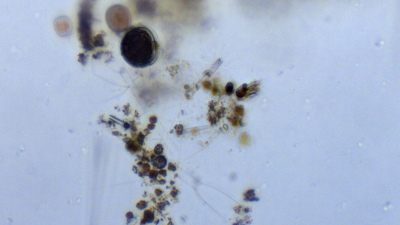 Foto: MARUM − Zentrum für Marine Umweltwissenschaften, Universität Bremen
