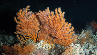 Cold-water corals off Ireland at a water depth of 720 meters, MARUM − Center for Environmental Sciences, University of Bremen