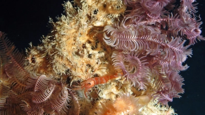 Kaltwasserkorallen vor Irland in 750 Meter Wassertiefe, aufgenommen mit dem Tauchroboter MARUM-CHEROKEE, Foto: MARUM − Zentrum für Marine Umweltwissenschaften, Universität Bremen