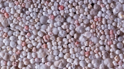 Foraminiferen. Foto: MARUM − Zentrum für Marine Umweltwissenschaften, Universität Bremen; M. Kucera