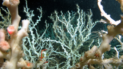 Foto: MARUM − Zentrum für Marine Umweltwissenschaften, Universität Bremen