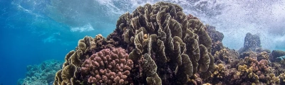 Bunte Korallendiversität im Roten Meer. Foto: Anna Roik, annaroik.org