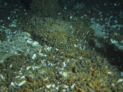 Abbildung zeigt: Eine Ansammlung von Bathymodiolus-Muscheln, die in Symbiose mit chemoautotrophen Bakterien leben. Foto: MARUM – Zentrum für Marine Umweltwissenschaften, Universität Bremen