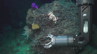 Abbildung zeigt: Ein buntes Kaltwasserkorallen-Potpourri an einer weniger aktiven Stelle des Schlammvulkans. Fotos: MARUM – Zentrum für Marine Umweltwissenschaften, Universität Bremen