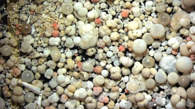 Mikrofossilien wie diese Foraminiferen geben Hinweise, wie sich die Biodiversität in vergangenen Zeiten verändert hat. Foto: MARUM − Zentrum für Marine Umweltwissenschaften; Universität Bremen