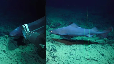 Ein Tiefsee-Hai (Deania sp.) nähert sich dem ROV bei einem Tauchgang vor Mayotte. Foto: MARUM – Zentrum für Marine Umweltwissenschaften, Universität Bremen