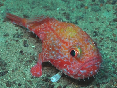 Chaunax sp. (Meereskröte). Foto: MARUM – Zentrum für Marine Umweltwissenschaften, Universität Bremen