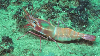 Tiefsee-Garnele Heterocarpus sp. Foto: MARUM – Zentrum für Marine Umweltwissenschaften, Universität Bremen