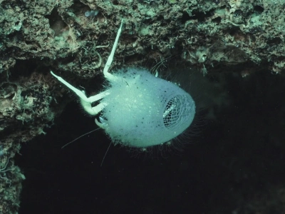 Krabbe, die einen Glas-Schwamm trägt (Hexactinellid indet.). Foto: MARUM – Zentrum für Marine Umweltwissenschaften, Universität Bremen