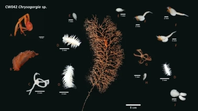 Die Koralle Chrysogorgia umrahmt von Ihren Bewohnern: A) Zehnfußkrebs (Decapoda), B) Nacktschnecke (Nudibranchia), C) Schlangenstern (Ophiuroida), D) Schuppenwurm (Polynoidae), E) Ruderfußkrebs (Calanoida), F) garnelenartiger Brutbeutelkrebs (Mysida), G) Schlangernstern (Ophiuroida), H) Ruderfußkrebs (Harpacticoida), J) parasitscher Ruderfußkrebs (u.a. auf B). (Foto: SAM – Senckenberg am Meer, Hamburg)