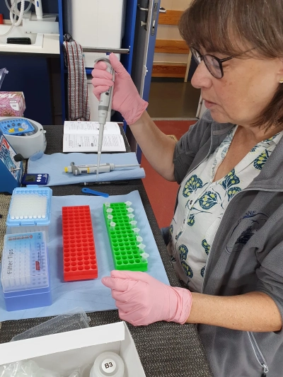 Karen pipettiert für das DNA Barcoding. Foto: SAM – Senckenberg am Meer, Hamburg