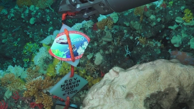 Anfang September tauchte der Tauchroboter ROV MARUM-SQUID zum hundertsten Mal in die Tiefe des Meeres hinab. Foto: MARUM – Zentrum für Marine Umweltwissenschaften, Universität Bremen