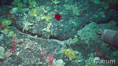 Der erste Blick mit dem SQUID auf eine farbenfrohe Kaltwasserkorallen und Schwammgemeinschaft. Foto: MARUM – Zentrum für Marine Umweltwissenschaften, Universität Bremen