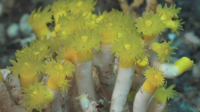 Die gelb leuchtende Kaltwasserkoralle Eguchipsammia sp. Foto: MARUM – Zentrum für Marine Umweltwissenschaften, Universität Bremen