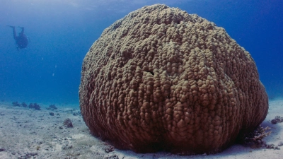 Eine Steinkoralle im Roten Meer, die sich für die Klima- und Umweltrekonstruktion der vergangenen Jahrhunderte eignet. Foto: Heinz Krimmer