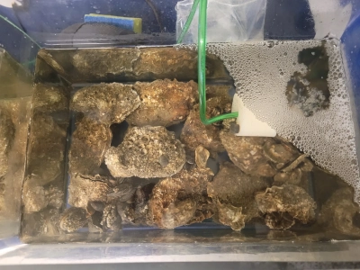 Abbildung zeigt Aquarium