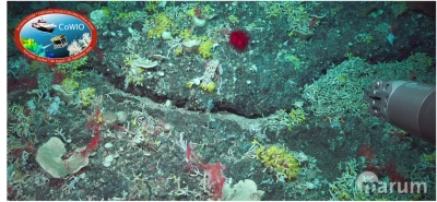 ROV MARUM SQUID