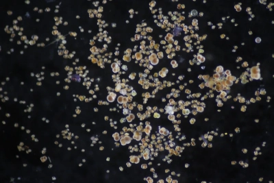 Living planktonic foraminifera