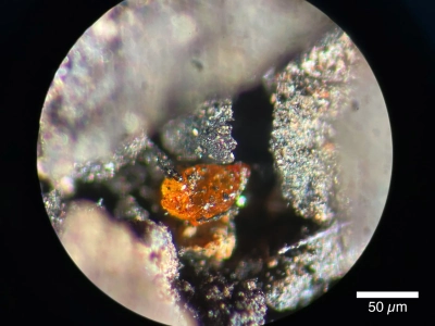 Abbildung zeigt Makroaufnahme eines etwa 70 µm großen Bernsteins extrahiert aus der Braunkohle in den Sedimenten des MeBo-Kerns PS104_20-2 9R. Foto: Alfred-Wegener-Institut / Johann Klages 