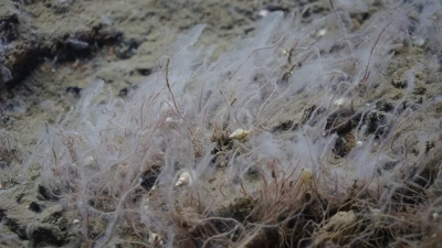 Röhrenwürmer mit mikrobiellen Filamenten. Foto: MARUM – Zentrum für Marine Umweltwissenschaften, Universität Bremen
