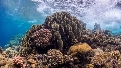 Colorful coral diversity in the Red Sea. Photo: Anna Roik, annaroik.org