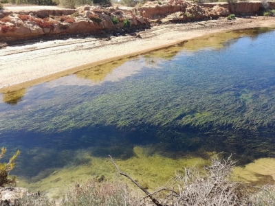 seagrass meadow