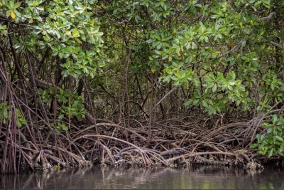 Dichtes Mangroven-Ökosystem mit einem komplexen Netz aus freiliegenden Wurzeln, die sich im flachen Wasser ausbreiten. Die grünen, glänzenden Blätter der Mangrovenbäume bilden ein dichtes Blätterdach, während die verzweigten Wurzeln unterhalb für Stabilität sorgen. Das ruhige Wasser im Vordergrund spiegelt Teile der Wurzeln und Blätter wider. Die Szene zeigt die natürliche Vielfalt und die wichtige Rolle der Mangroven in Küstenökosystemen.