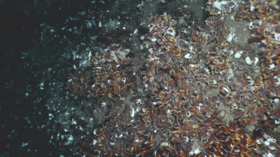 Ein Feld voller Muscheln, die Karbonatkrusten am Meeresboden als Unterlage nutzen. Foto: MARUM – Zentrum für Marine Umweltwissenschaften, Universität Bremen