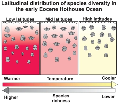 Cartoon showing the relationship between species richness, latitude and SST in the early Eocene as reconstructed by the MICRO2MACRO project. 
